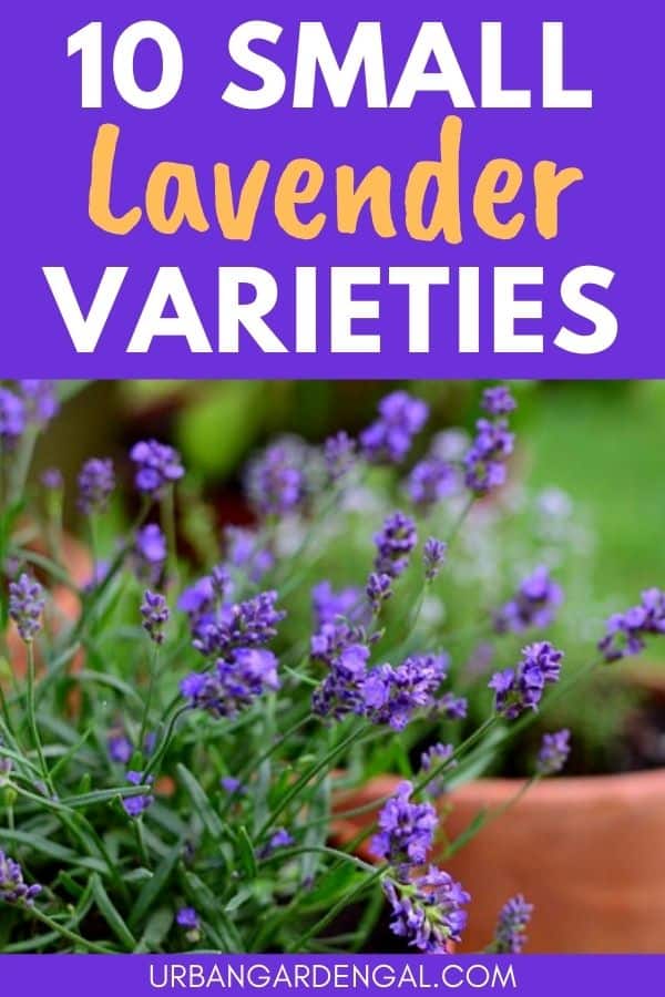 compact lavender plant