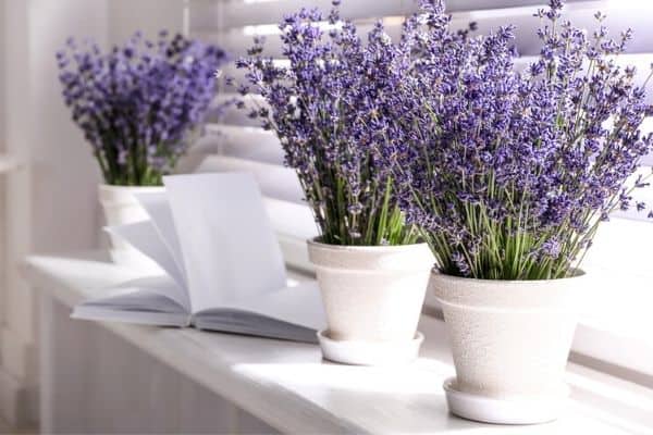 dwarf lavender plants