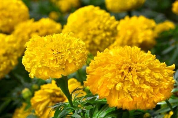 large marigold flowers