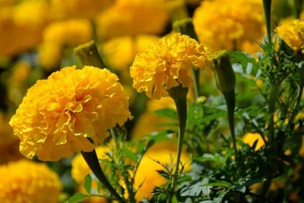 giant marigolds