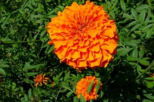 large orange marigold flower