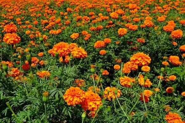 large marigolds