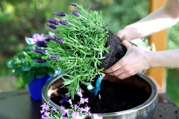 planting lavender in a pot