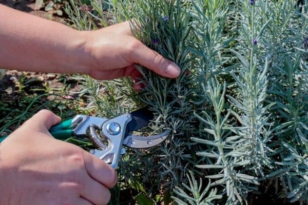 pruning lavender plant