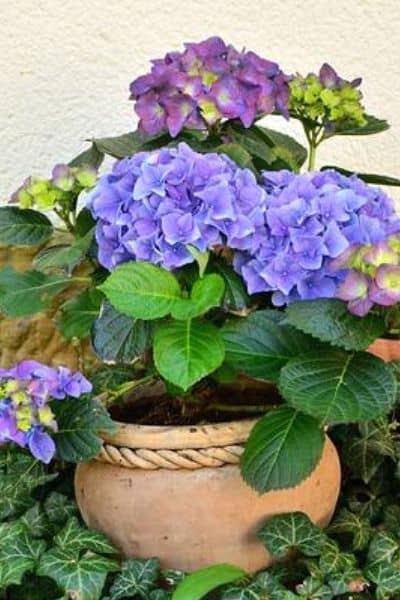 small hydrangea in a pot