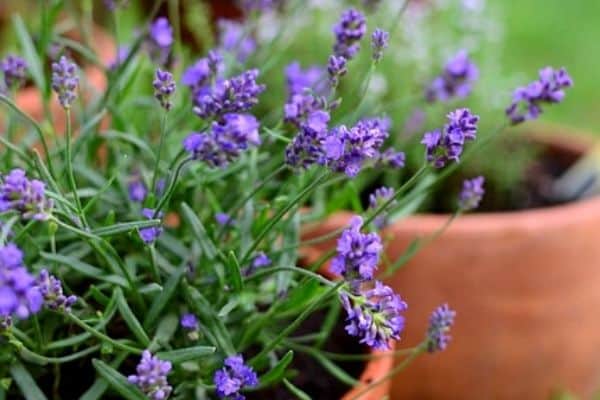 small lavender plant