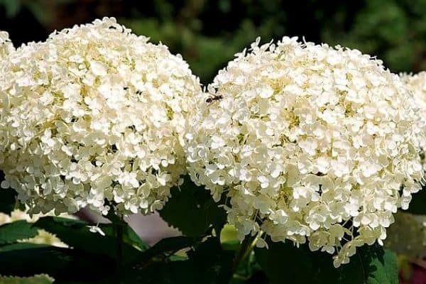 small white hydrangea flowers