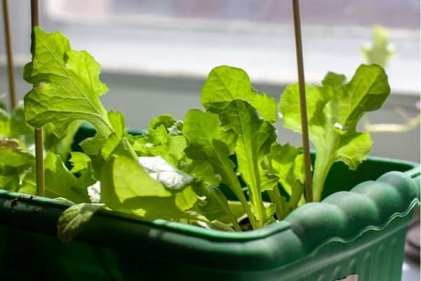 growing lettuce indoors