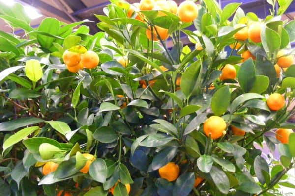 citrus tree on a balcony