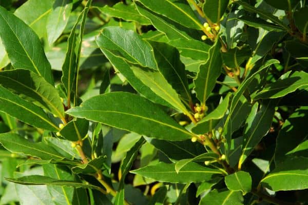 bay laurel tree