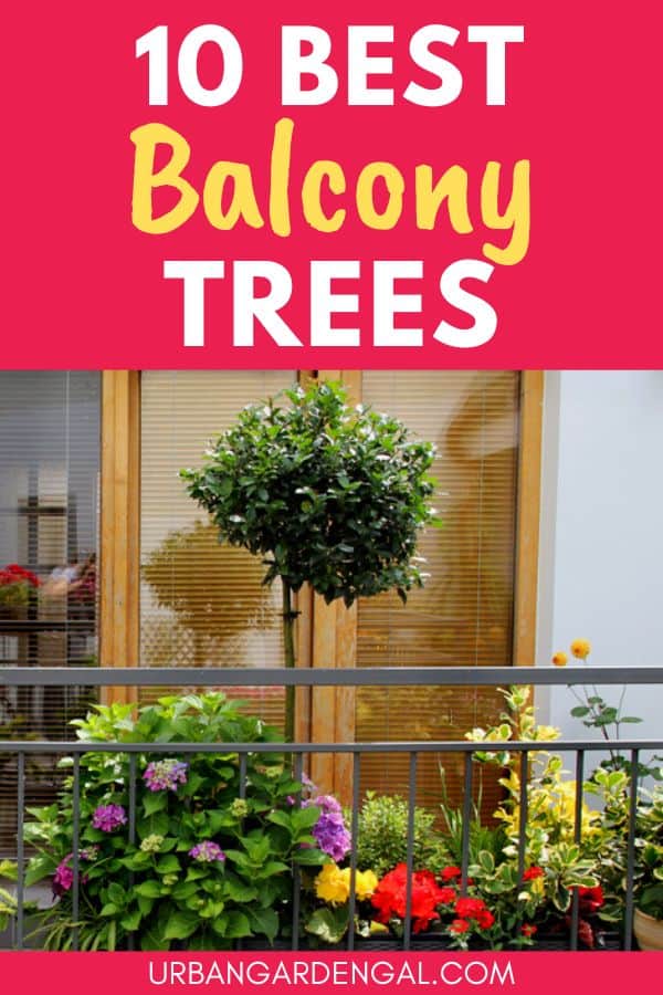 balcony trees