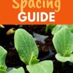 zucchini plant spacing