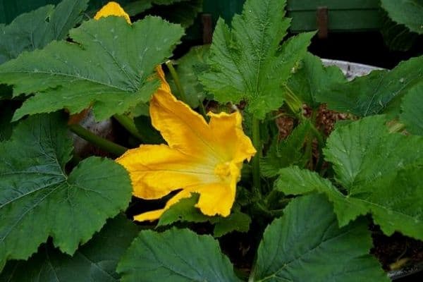 zucchini plant in container