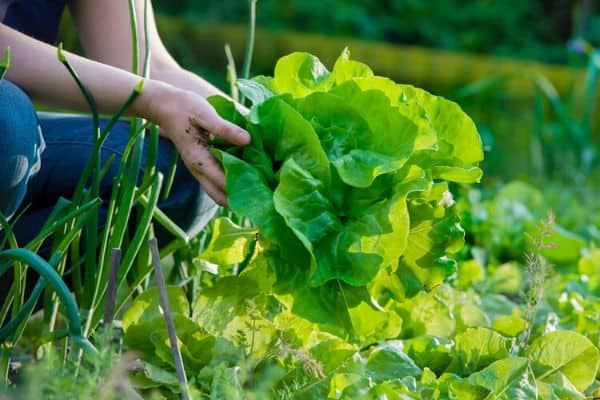 harvesting lettuce