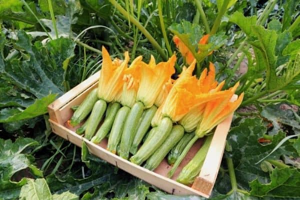 harvesting zucchini