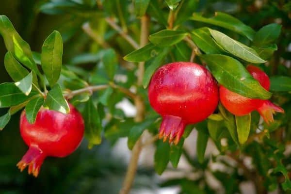 pomegranate tree