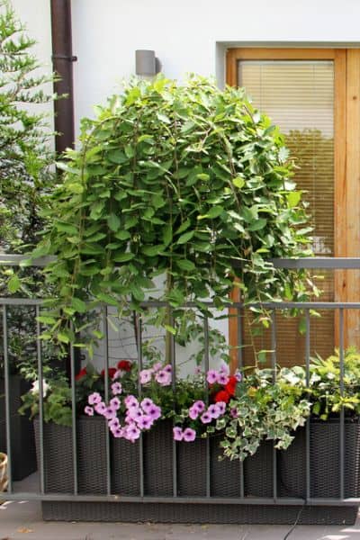 tree on balcony