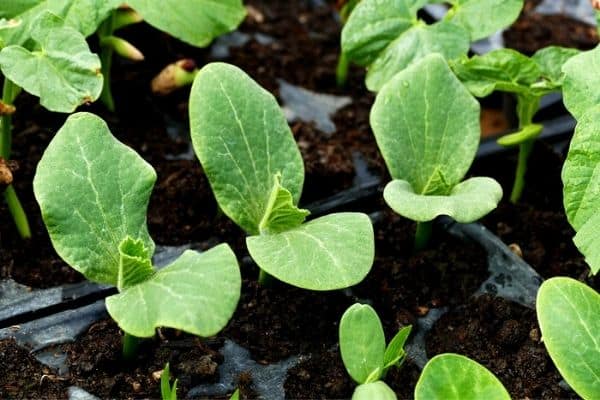 zucchini seedlings in pots