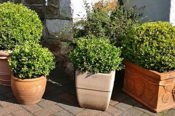 boxwoods in pots