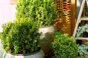 Read more about the article How to Grow Boxwoods in Pots