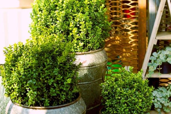 buxus in containers