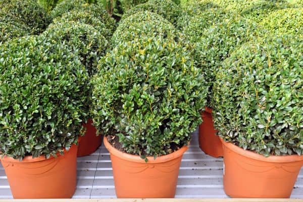 buxus plants in pots