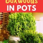 growing boxwoods in pots