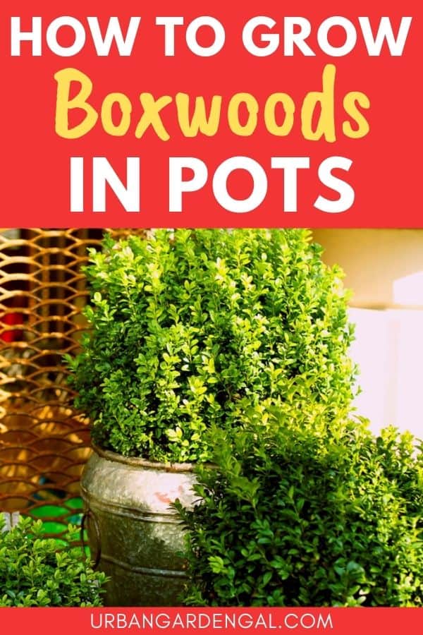 planting boxwoods in pots