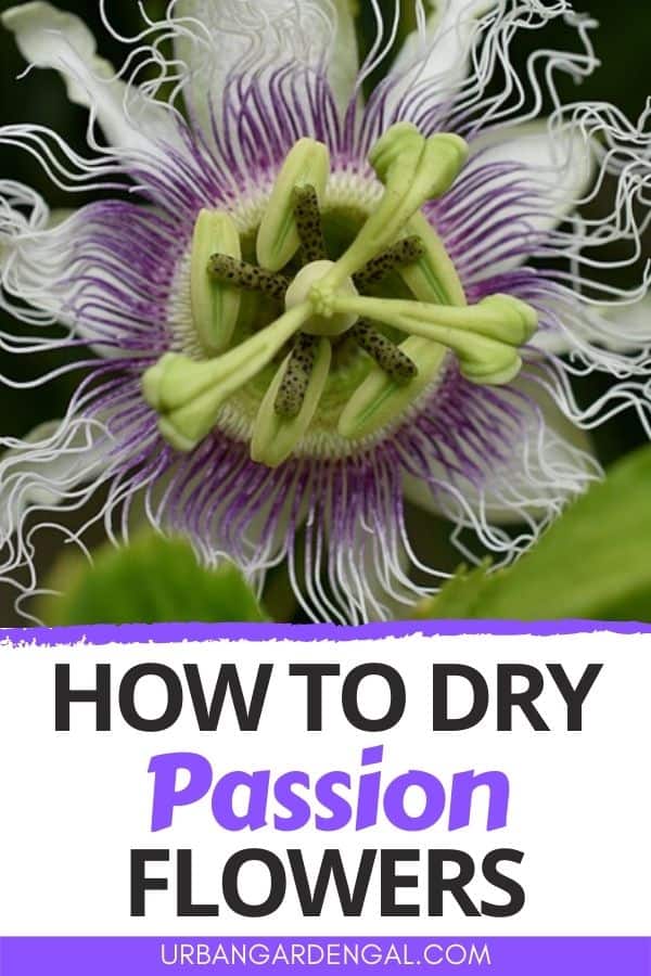 drying passion flowers