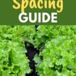 lettuce plant spacing