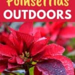 outdoor poinsettia care