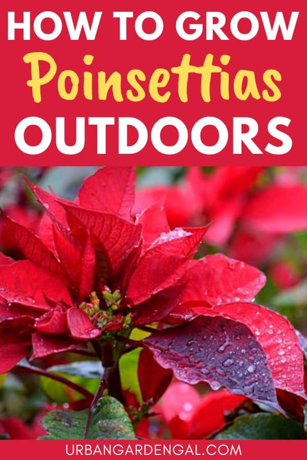 how to care for a poinsettia outdoors