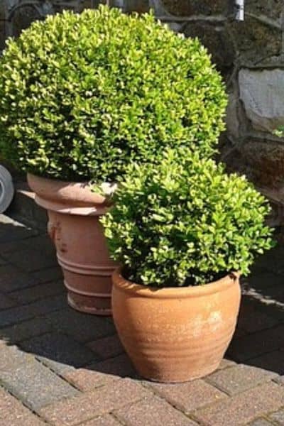 container boxwood plants