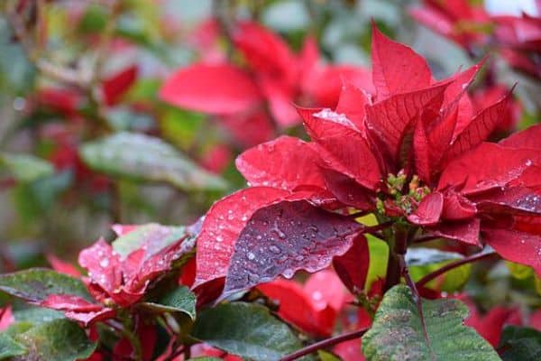 growing poinsettia outdoors