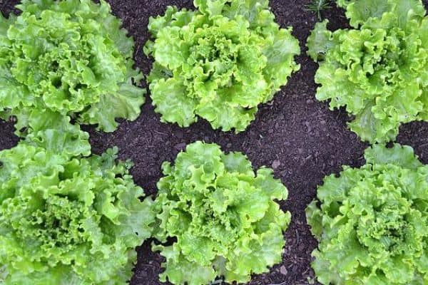 lettuce plants