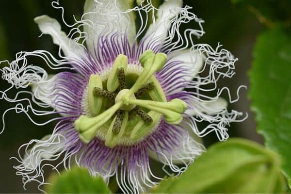 passion flower