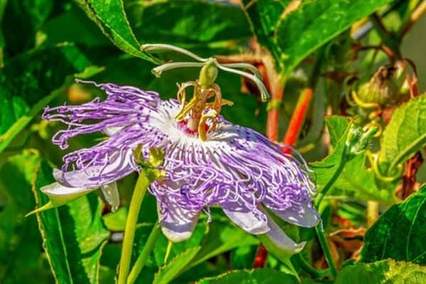 purple passion flower