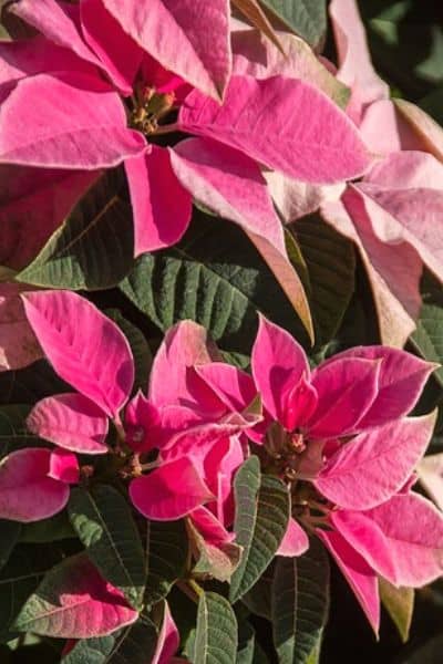 pink poinsettia plant