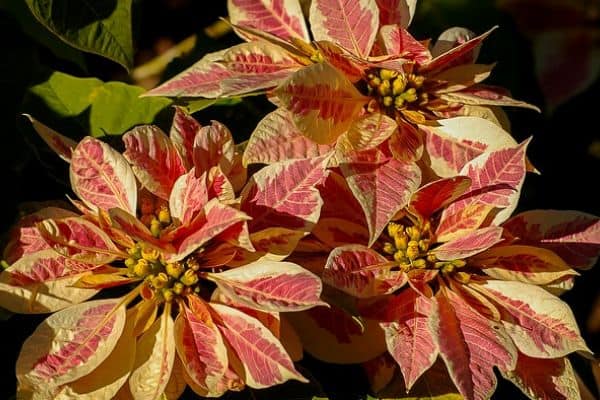 planting poinsettia outdoors