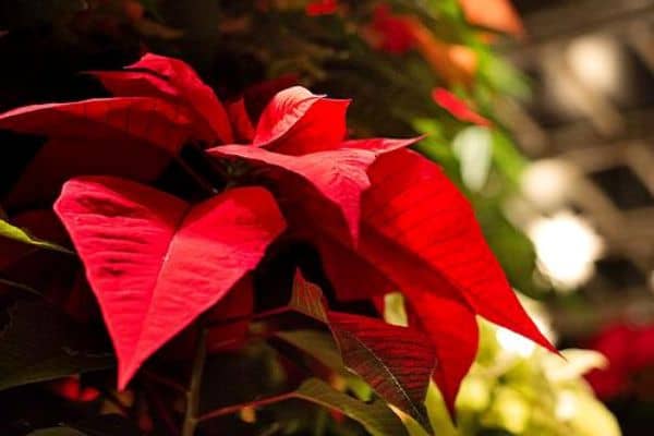 poinsettia plant