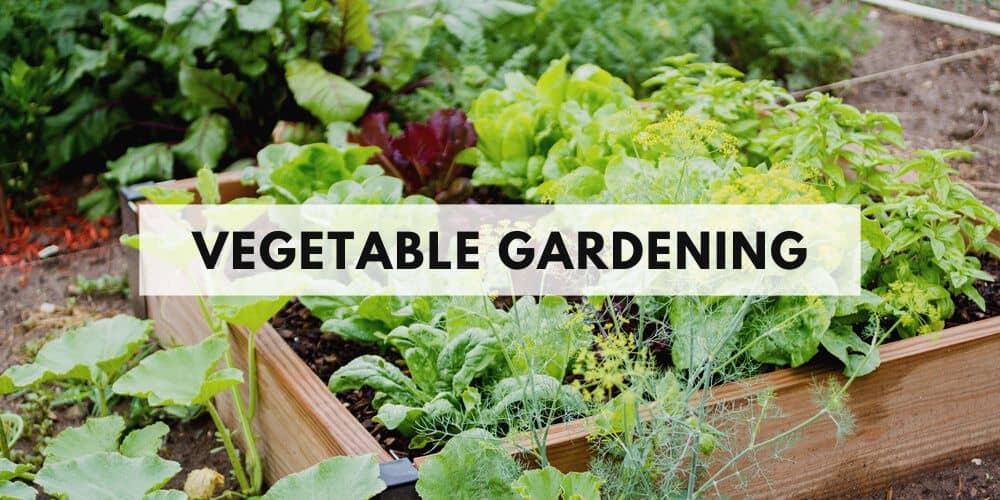 vegetable gardening