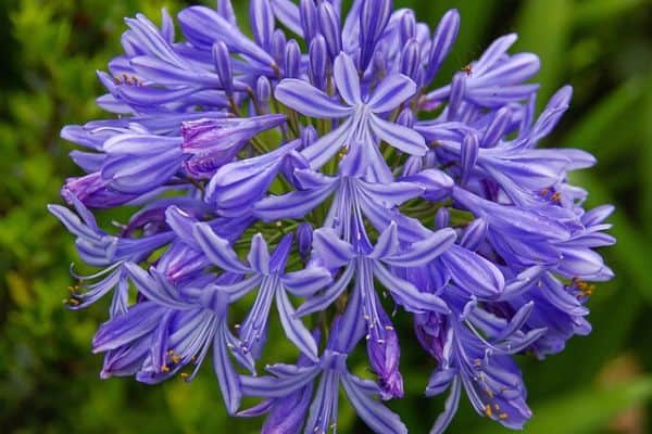 agapanthus flower