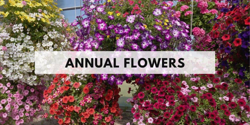 annual flowers