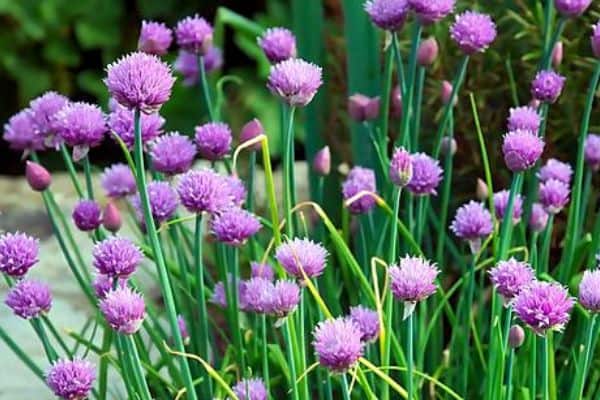 chive flowers