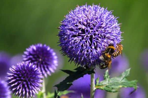 echinops flower