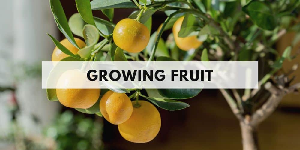 growing fruit