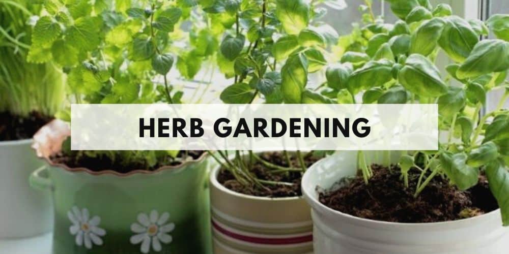 herb gardening