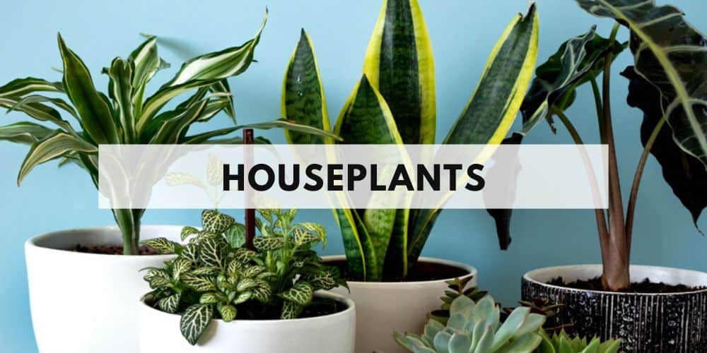 houseplants