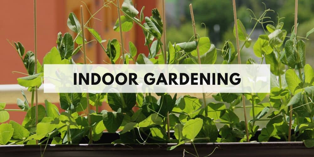 indoor gardening category
