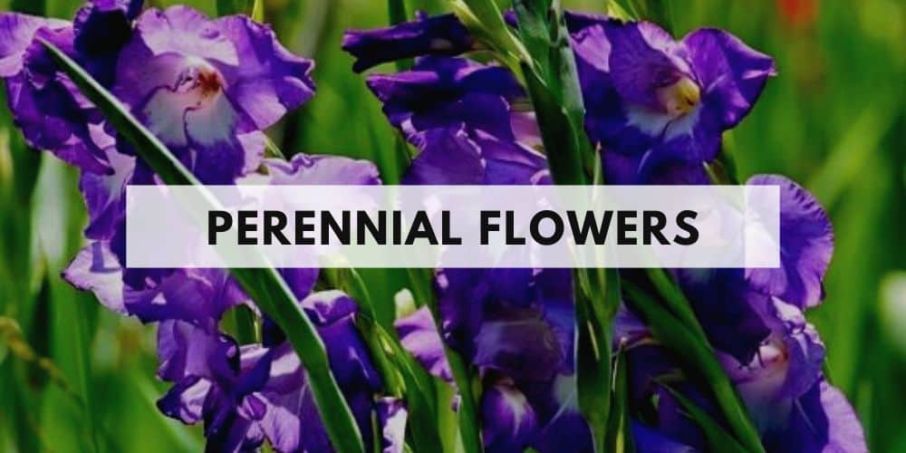 perennial flowers